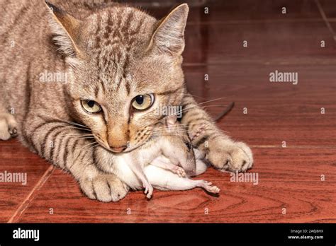 Cat eat rat hi-res stock photography and images - Alamy