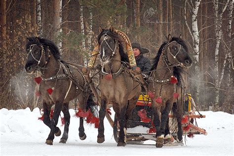 Вятская - фотографии | Красивые лошади, Любовь лошадей, Лошадиные породы