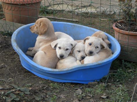 Vendo cuccioli di Labrador | Petpassion