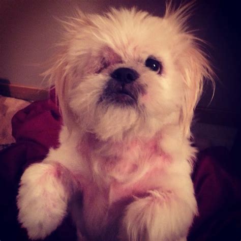 My beautiful one eyed dog. | Dogs, Pekingese dogs, Pekingese