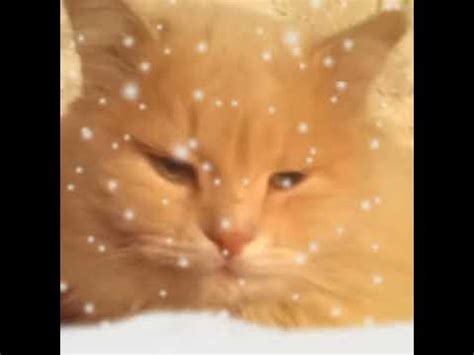 Грустный котик - YouTube
