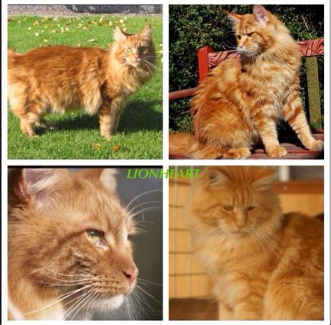 Lionheart ️ | Warrior cats, Lionheart, Warrior