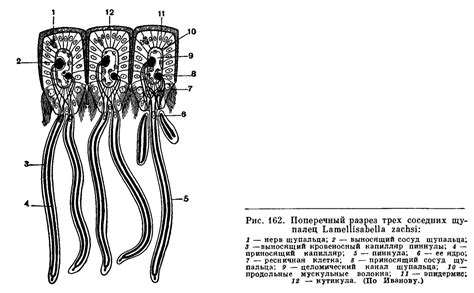 ТИП ПОГОНОФОРЫ (POGONOPHORA) | это... Что такое ТИП ПОГОНОФОРЫ ...