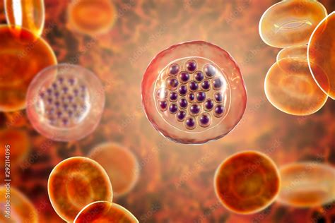 ilustracao  stock  malaria infected red blood cells