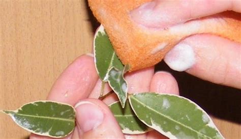 Тля на комнатных растениях: как избавиться, методы борьбы, народные ...