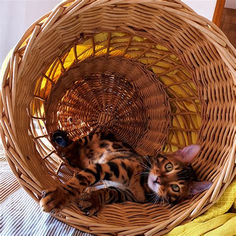 CHARACTER OF A BENGALI CAT – astro bengal