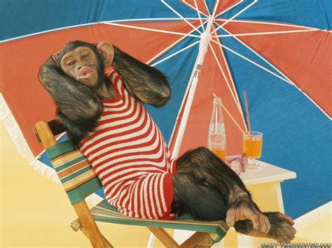 Funny Animal Backgrounds - Wallpaper Cave