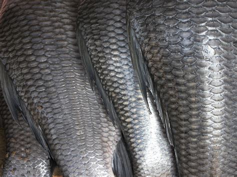 Peixe Merluza Tem Escama - De Rerum Natura: Por que é que as escamas dos peixes têm um brilho ...