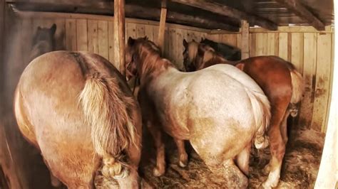 ВЕЛИКИЙ ВИБІР КОНЕЙ НА ПРОДАЖУ/КОНІ ВАГОВОЗИ/horses in Ukraine - YouTube