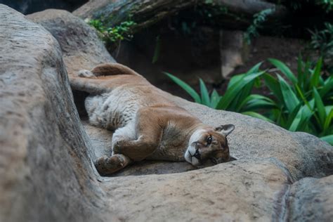 Cougar Photos, Download The BEST Free Cougar Stock Photos & HD Images