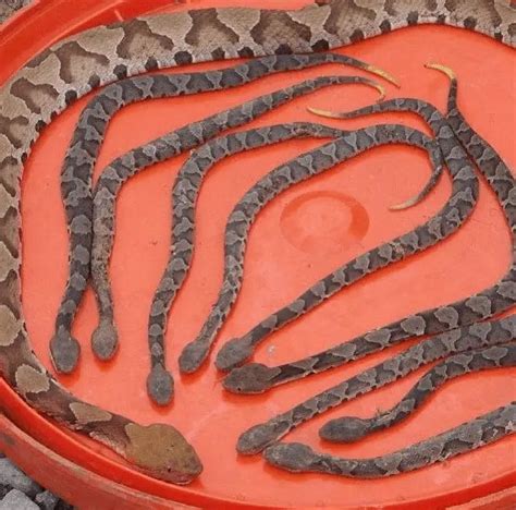 What Do Baby Copperheads Look Like? – OutdoorMeta