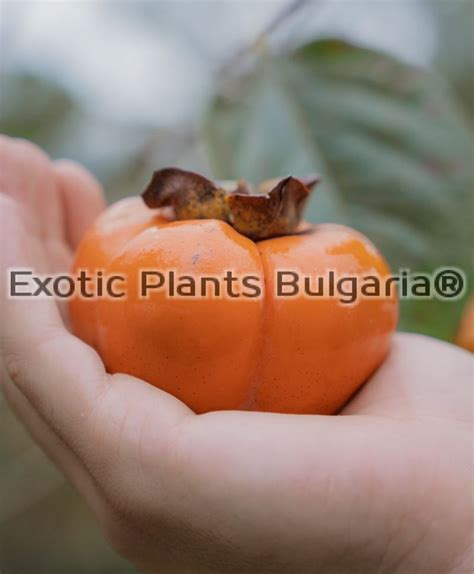 Japanese Persimmon Sheng / райска ябълка Шенг - 3 ltr