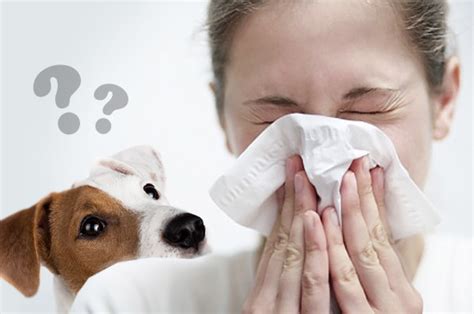 Аллергия на животных — что делать? — Save Animals | Спасите Животных