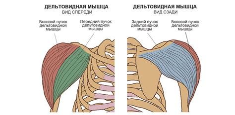 Как накачать плечи гантелями. Лучшие упражнения | MuscleFit