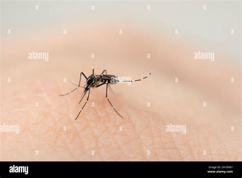 close  mosquito sucking blood  human skin stock photo alamy
