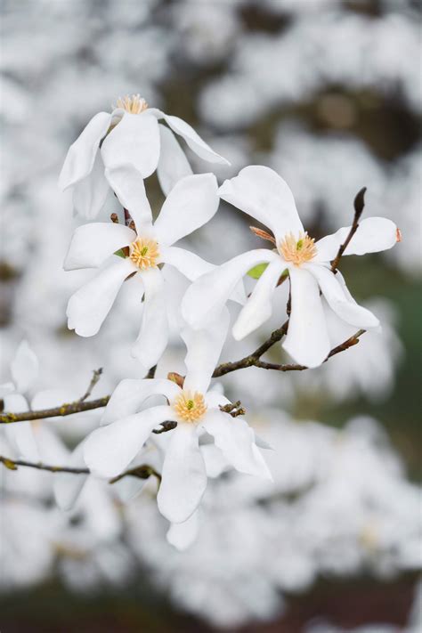 Download White Flowers In April Wallpaper | Wallpapers.com