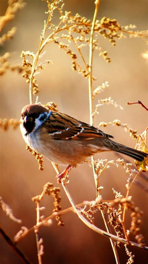 Animal 4 iPhone Wallpapers Free Download