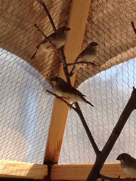 aviary aviary comfy animals