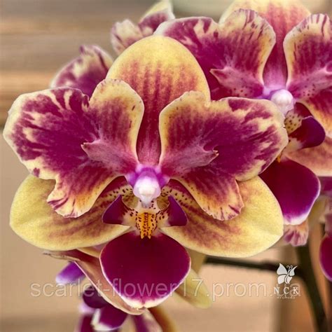Купити Орхідея (фаленопсис) PHAL. YELLOWTRIS PELORIC в розмірі 1,7 ...