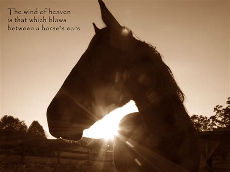 Farewell Horse Quotes Retirement Gift. Horses Photo With Retiree Best