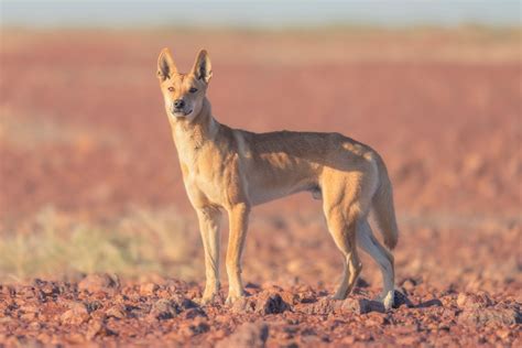 Understanding the Dingo — Dingo Advisory Council