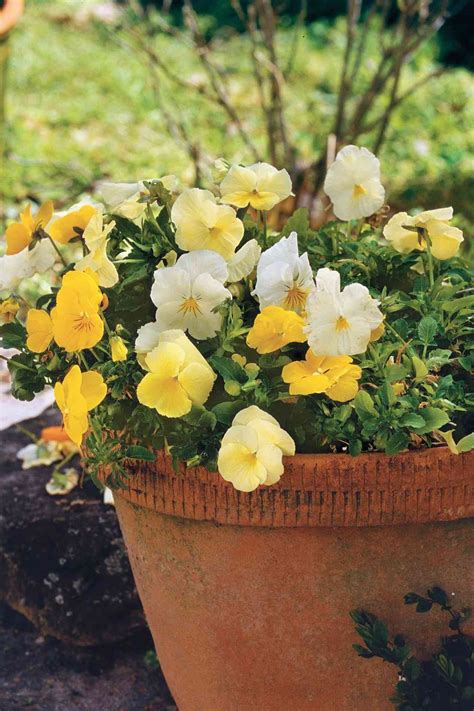 White Pansy