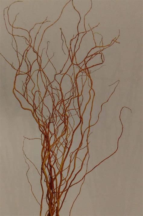 Curly Willow Stems (100 Individual Stems) 2'-4' Tall - Great for Rustic