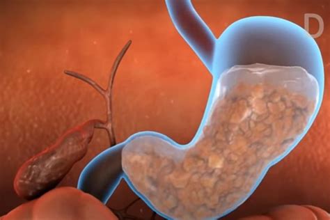 O Que Suco Gastrico - O que é Suco Gástrico: função, como é produzido - Planeta Biologia