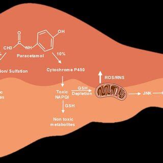 The diagram illustrates the process of paracetamol metabolism, which ...