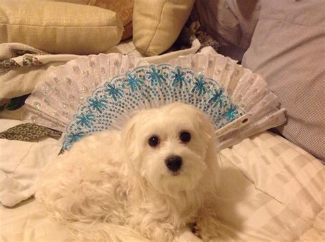 Maltese Dog Fan Club