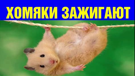 СМЕШНЫЕ ХОМЯКИ ТОП-ВИДЕО! Приколы с Хомяками! Забавные хомяки подборка ...
