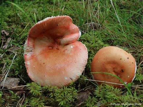 Mushroom identifier - Mushroom World
