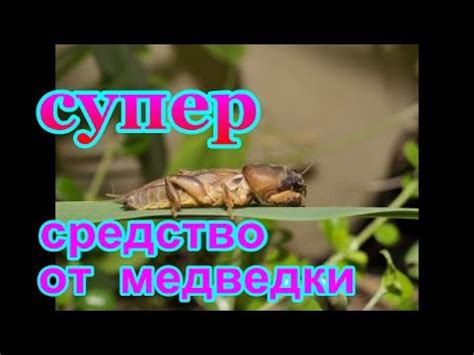СУПЕР средство ОТ МЕДВЕДКИ и от проволочника...ЗАЩИТА РАССАДЫ ПРИ ...