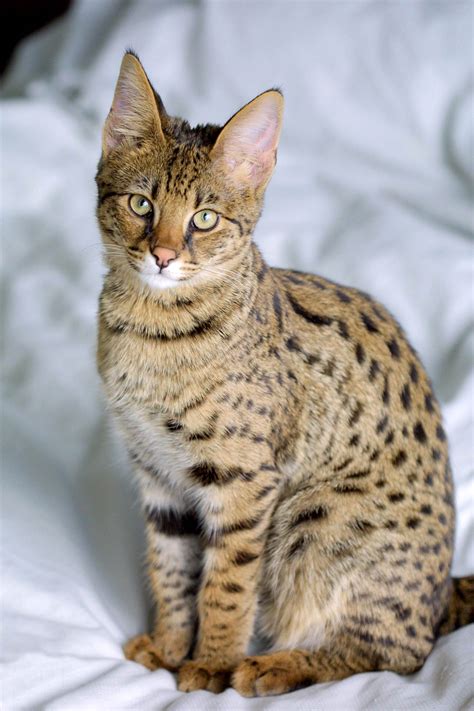 Savannah Cat- The Largest Domestic Cat – Pet Radio Magazine