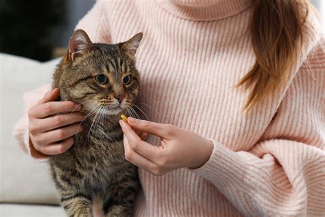 【獣医師執筆】猫にビブラマイシンを投与すると起こりうる副作用に注意！効果や注意点も解説｜犬猫薬の通販｜ペットくすり