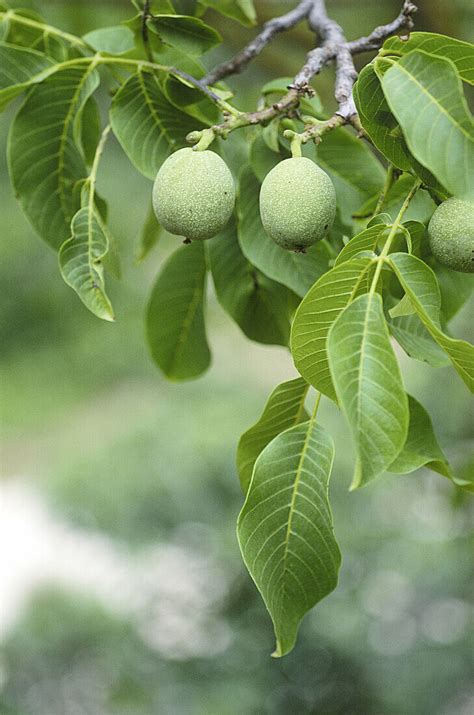 Nuts in walnut tree. Juglans regia. – License image – 70127565 lookphotos