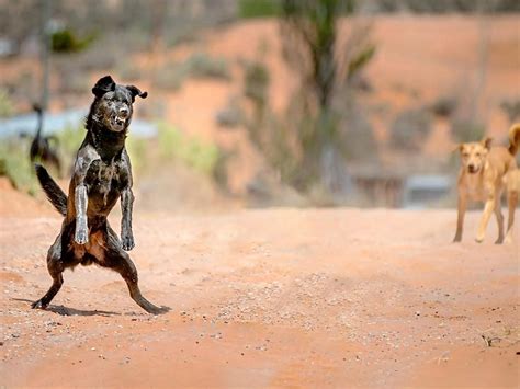 Remove Feral Dogs in Australia | M&P Vertebrate Pest Control