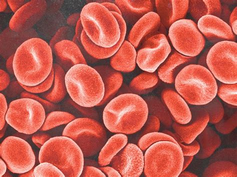 blood cells  human body