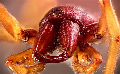 20+ Free Spider Fangs & Spider Images - Pixabay