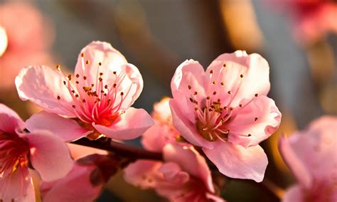 Beautiful Fruit Trees