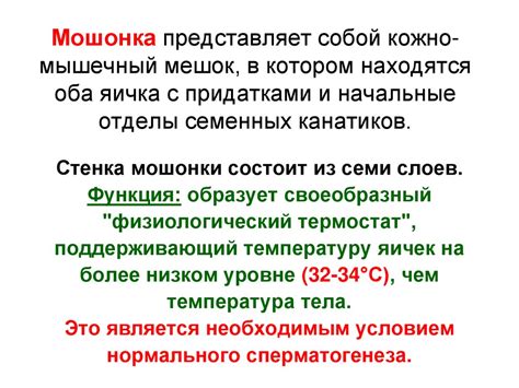 Половая система человека. Мужские и женские половые органы ...