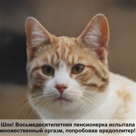 лапки кота без шерсти — Postimages
