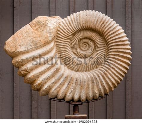spiral fossil images stock   objects vectors