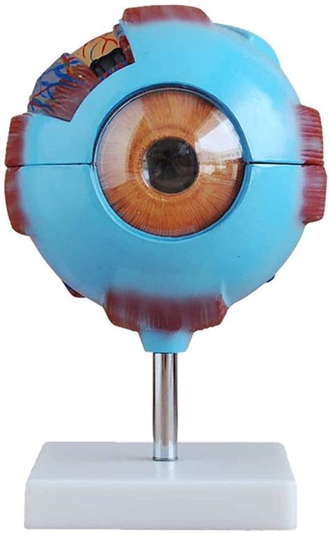 Buy Educational Model Eye Anatomical Model - 6 X Magnification Human Eye Model Human Organ ...