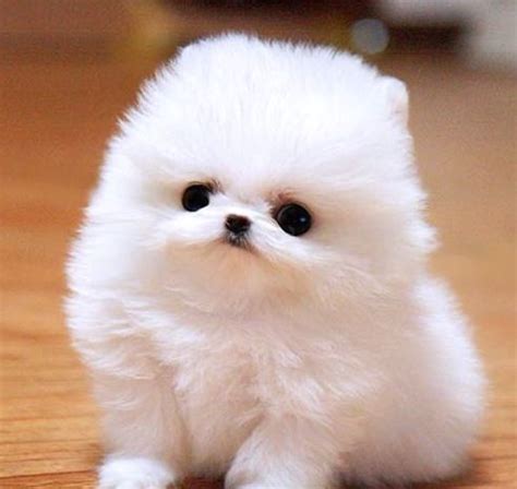 Cotton Ball Pomeranian