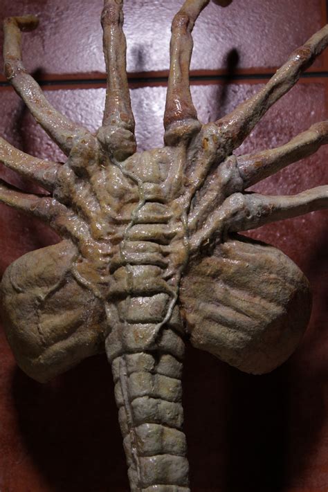 Aliens Movie Facehugger