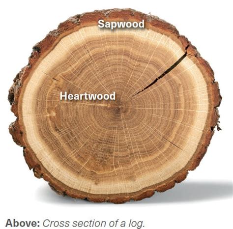 Timber Durability Lessons - Timber Trader News