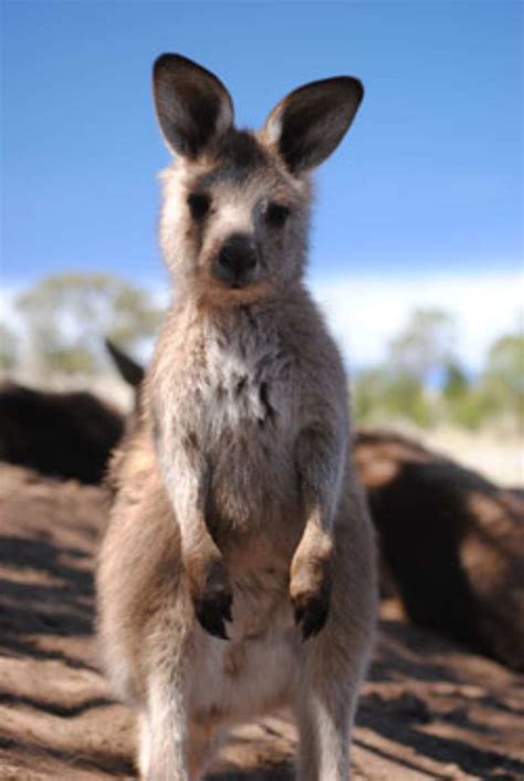 tasmanian wildlife destinations   tasmania animals