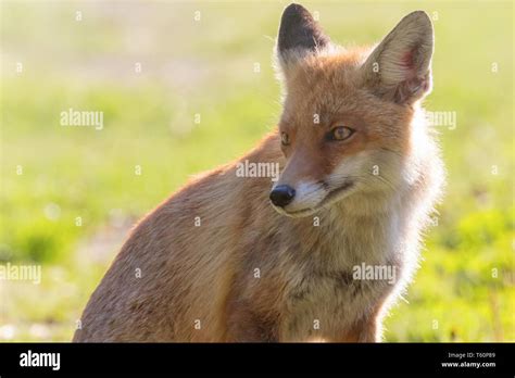 Red Fox Close up Portrait (Vulpes vulpes Stock Photo - Alamy