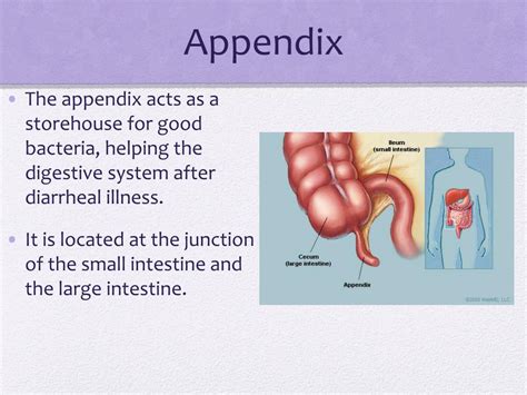 PPT - IMMUNE SYSTEM PowerPoint Presentation, free download - ID:2696498